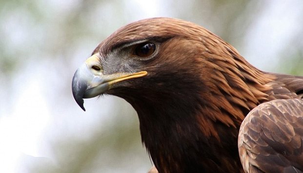 Detectan 12 territorios activos de Águila Real