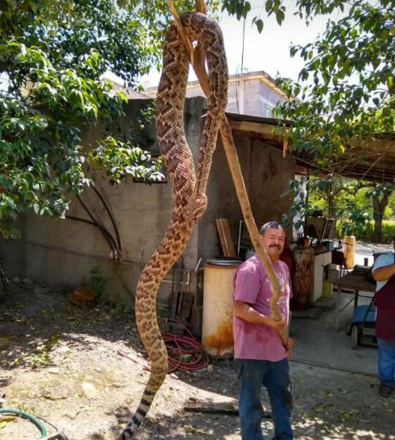 Cascabel grande -  México